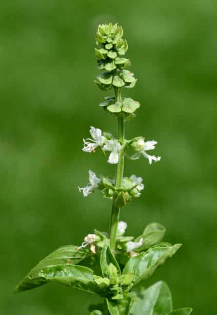 Basil Flower