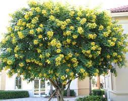 Cassia Tree 