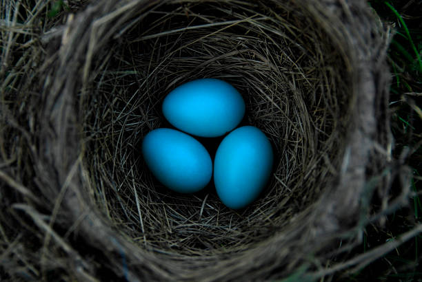 Three Robin's Eggs Three robin's eggs shot up close and personal. Baby Robins stock pictures, royalty-free photos & images
