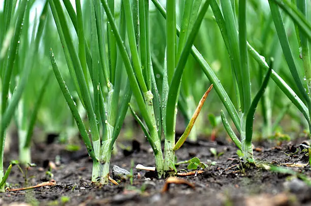 Spring Onions (Allium cepa) in the Garden Young onions (Allium cepa) growing at the start of summer. green onions growing stock pictures, royalty-free photos & images