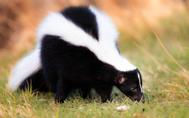 Striped skunk portrait, warm colors. Black and white stinky skunk. Beautiful striped skunk in warm morning light. Stink badger skunk stock pictures, royalty-free photos & images