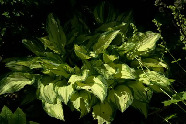 Hosta in sunshine Image of the foliage plant hosta showing the variegated green leaves Philodendron Moonlight stock pictures, royalty-free photos & images